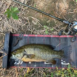 スモールマウスバス