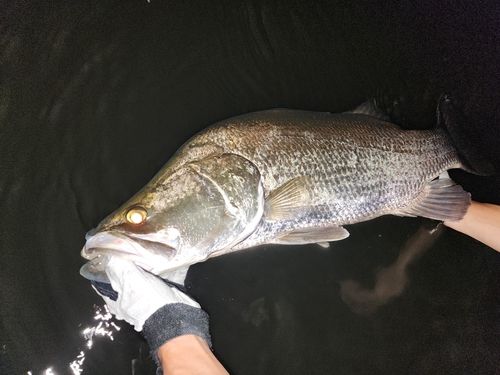 アカメの釣果