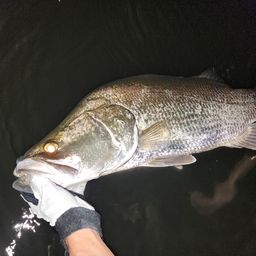 アカメ