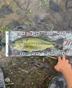 ラージマウスバスの釣果