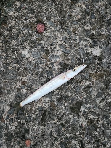 カマスの釣果
