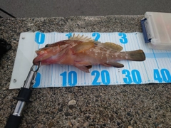 キジハタの釣果