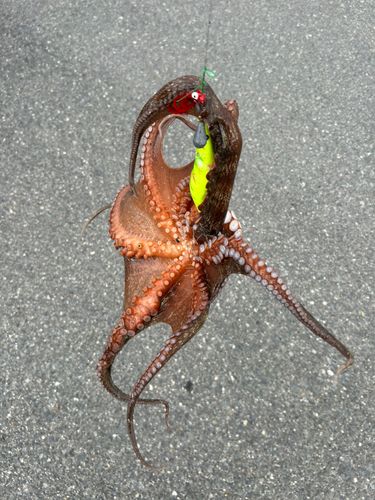タコの釣果