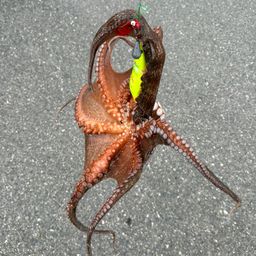 タコ