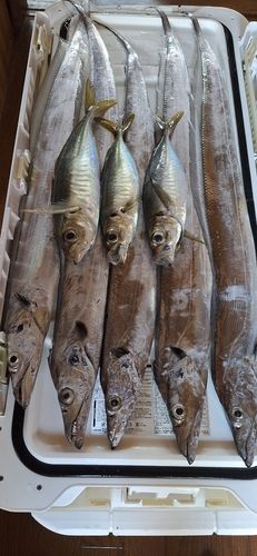 タチウオの釣果