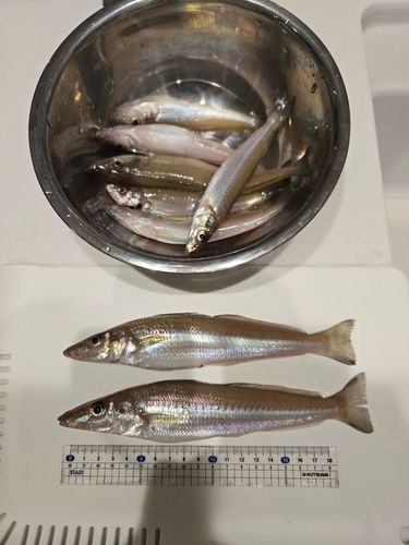 キスの釣果