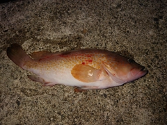 キジハタの釣果