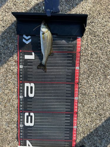 セイゴ（ヒラスズキ）の釣果