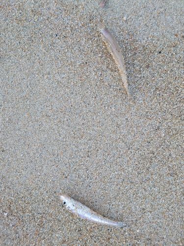 シロギスの釣果