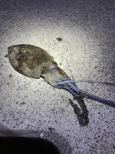 コウイカの釣果