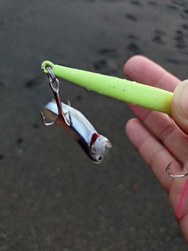 カタクチイワシの釣果