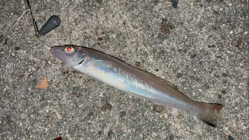 シロギスの釣果