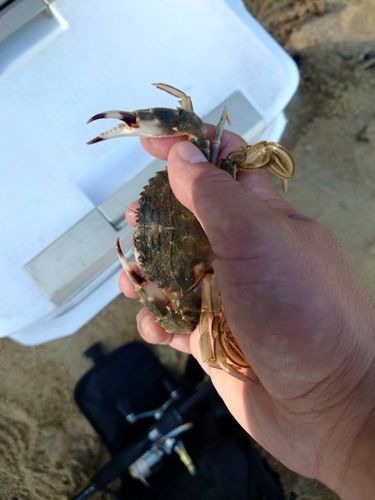 ワタリガニの釣果