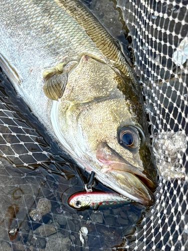 フッコ（マルスズキ）の釣果
