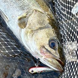 フッコ（マルスズキ）