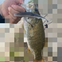 スモールマウスバス