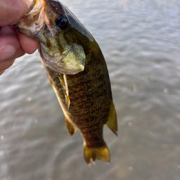 スモールマウスバス