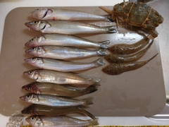 メゴチの釣果