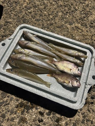 キスの釣果