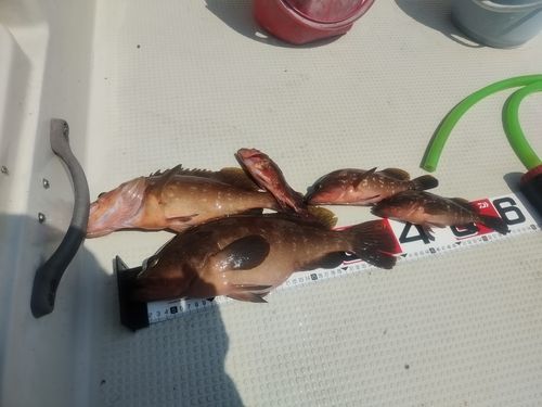 キジハタの釣果