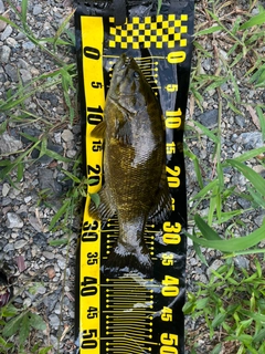 スモールマウスバスの釣果