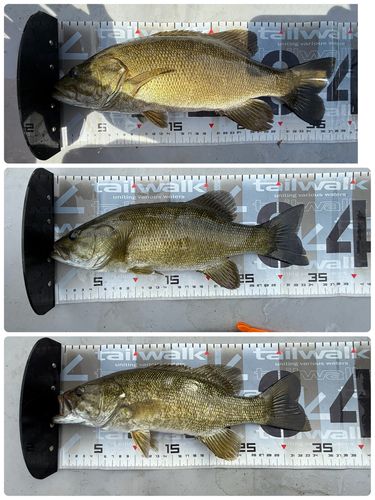 スモールマウスバスの釣果