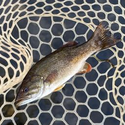 スモールマウスバス