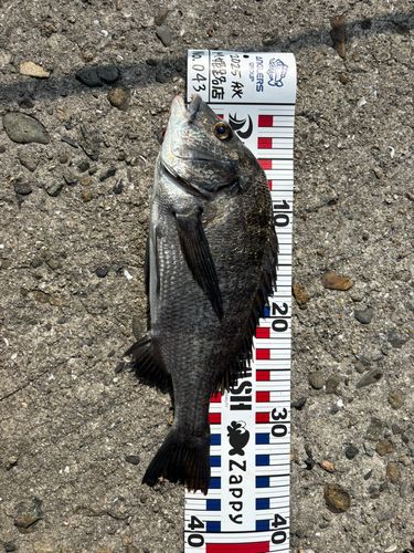 クロダイの釣果
