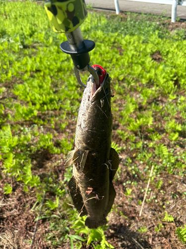 ライギョの釣果