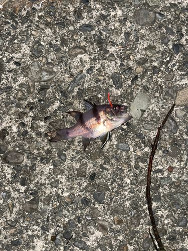 ヨコスジイシモチの釣果