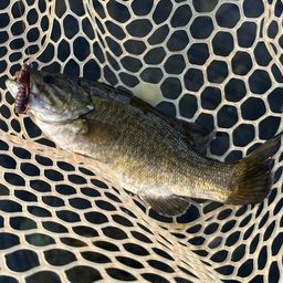 スモールマウスバス