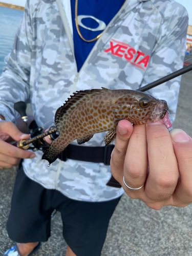 オオモンハタの釣果