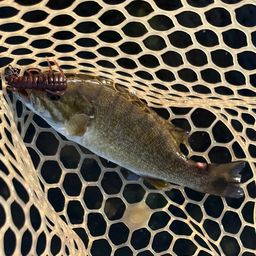 スモールマウスバス