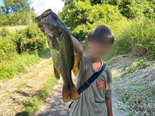 ブラックバスの釣果