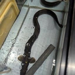 ウナギ