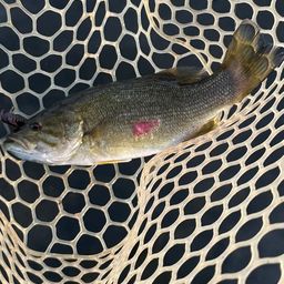 スモールマウスバス