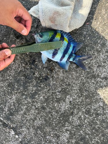 オヤビッチャの釣果