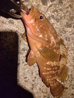 キジハタの釣果