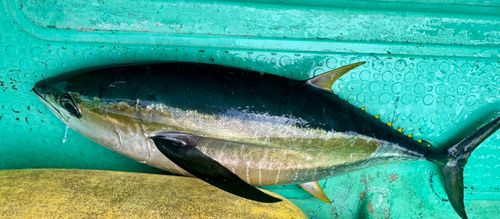 キハダマグロの釣果