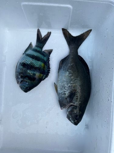メジナの釣果