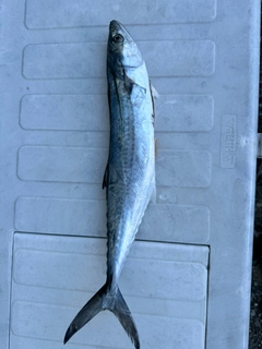 サゴシの釣果