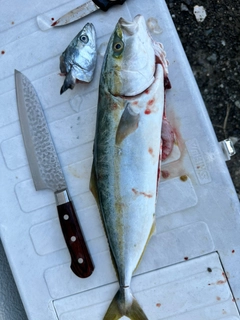 ハマチの釣果