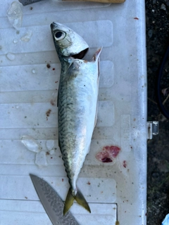 サバの釣果