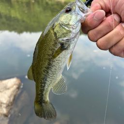 ラージマウスバス