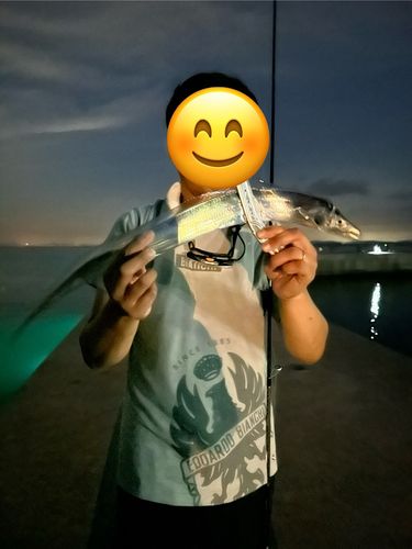 タチウオの釣果