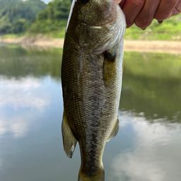 ラージマウスバス