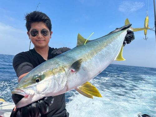 ヒラマサの釣果