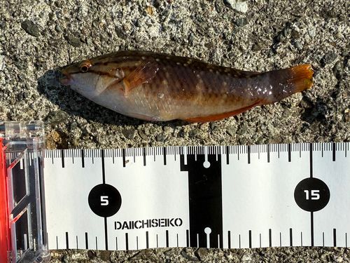 アカササノハベラの釣果