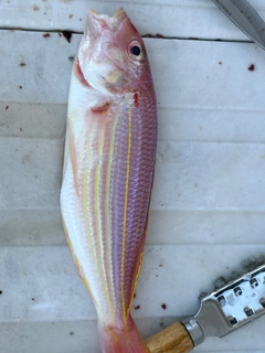 イトヨリダイの釣果