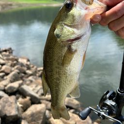 ラージマウスバス